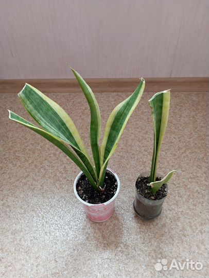 Эпипремнумы,монстера Манки,себу блю