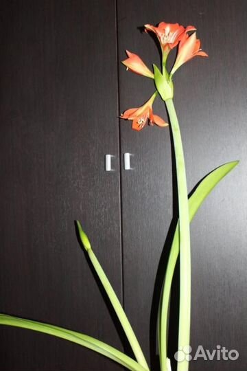 Амариллис красный