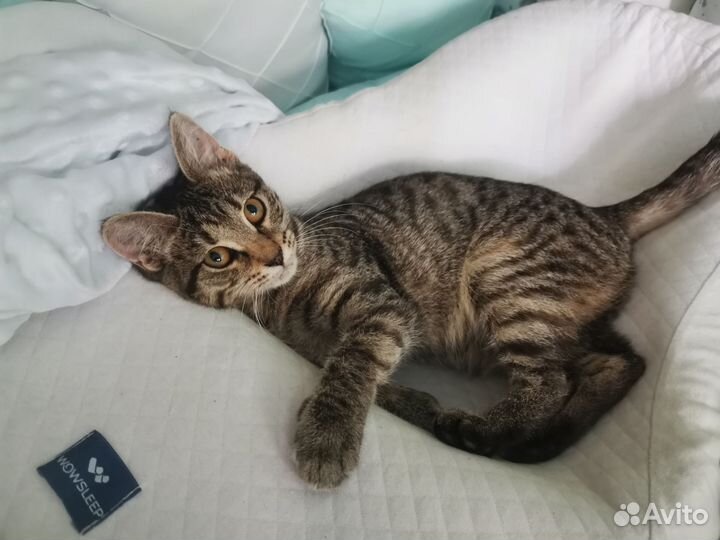 Котенок в добрые руки