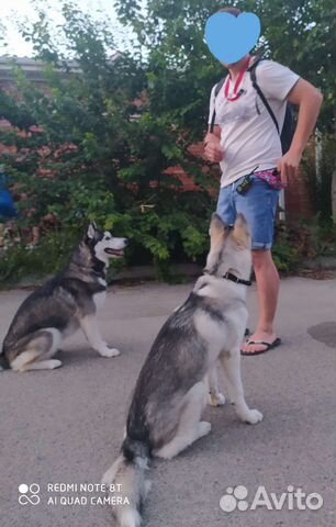 Ошейники разные, поводки