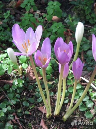 Колхикум 10 луковиц безвременник