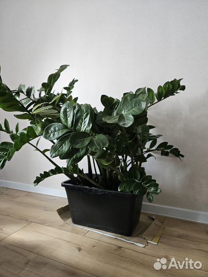 Замиокулькас