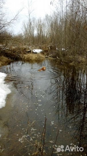 Вязка кокер спаниеля