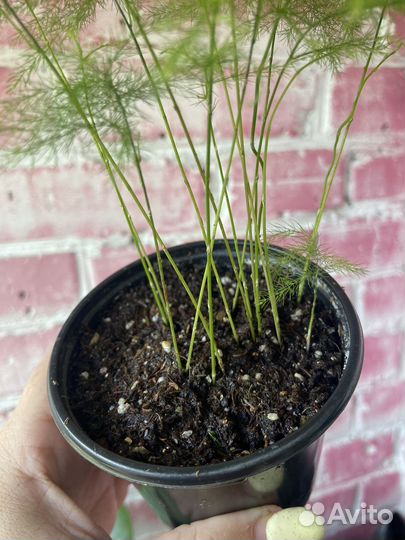 Аспарагус ситакус