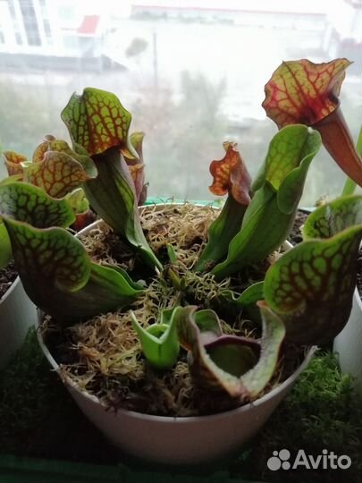 Саррацения