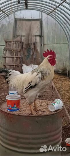 Куры петухи