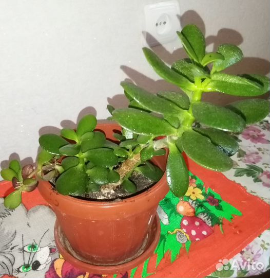 Крассула толстянка