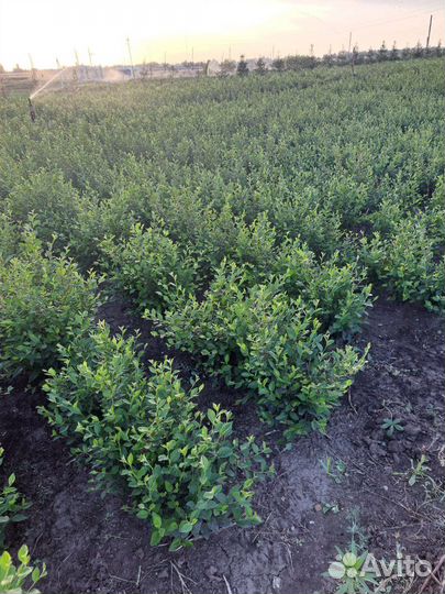 Кизильник блестящий живая изгородь