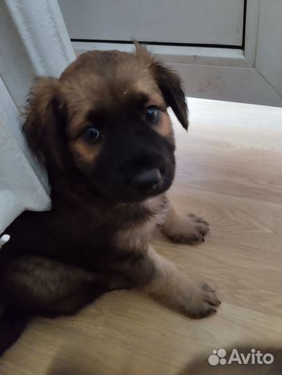 Щенки.щенок.собака в дом квартиру на охрану
