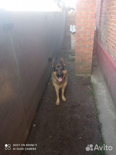 Мальчик немецкой овчарки ищет девочку для вязки