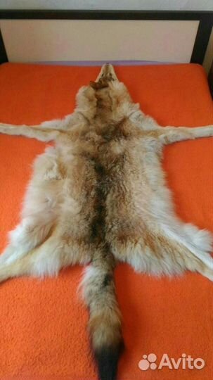 Шкура волка