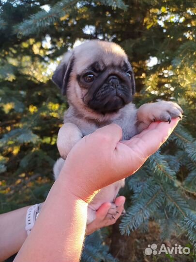 Щенки мопса