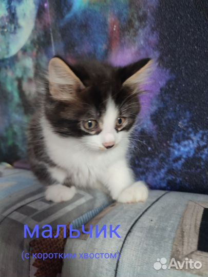 Отдам котят