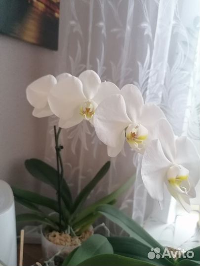 Орхидея фаленопсис
