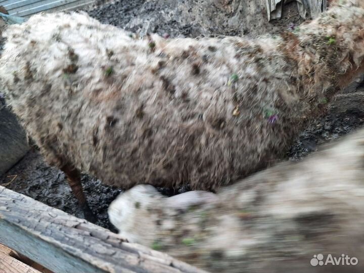 Овцы бараны