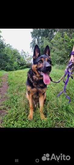 Собака из приюта