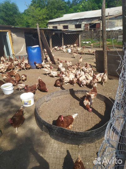 Куры несушки Ломан браун