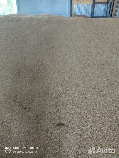 Зерно ячмень