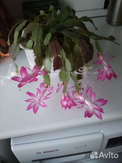 Цветы декабристы или шлюмбергеры