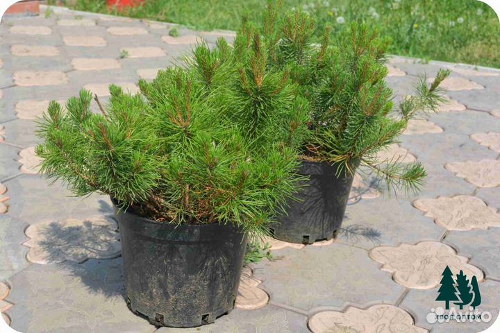 Сосна горная артикул x-7157