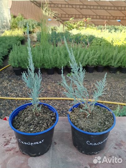 Можжевельник скальный Скайрокет