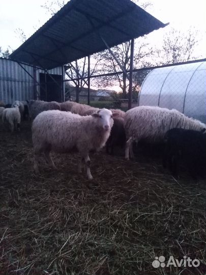 Овцы бараны