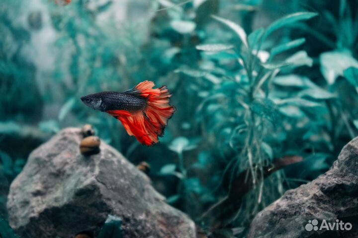Рыбка петушок (самцы и самки)