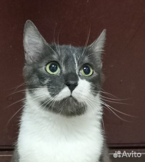 Кошечка Элла