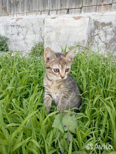 Кошка в дар бесплатно