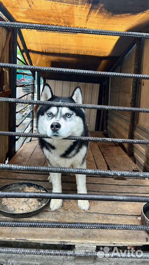 Сибирский хаски