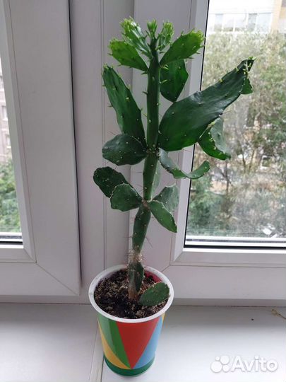 Кактусы разные