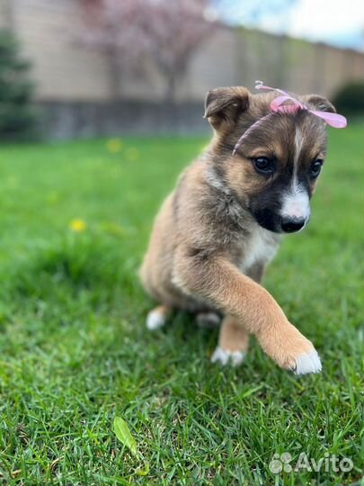 Красавица Марго ищет хозяев