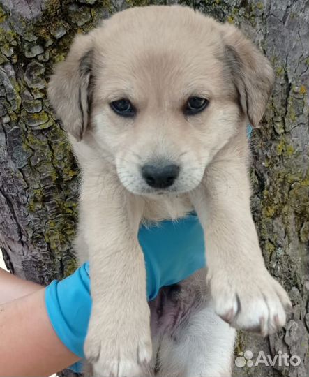 Щенки в добрые руки