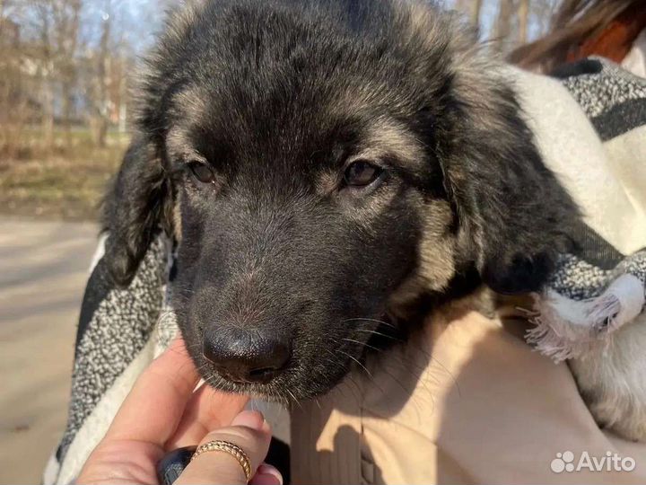 Щеночек в добрые руки