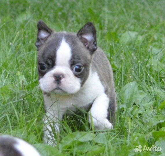 Бостон терьер щенки