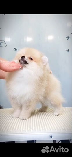 Шпиц девочка