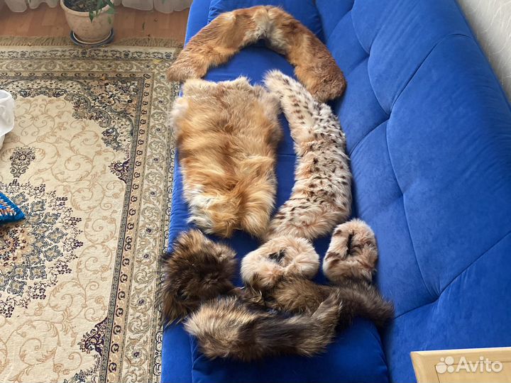 Мех. Меховой воротник лиса и крашеный песец