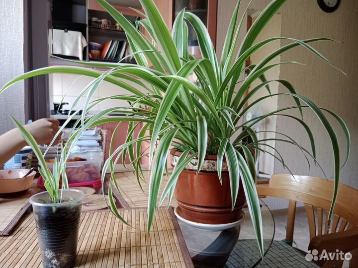 Хлорофитум