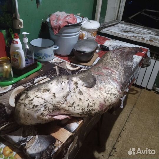 Саранча живая на сома