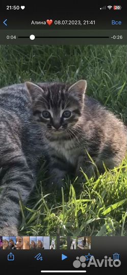 Котенок