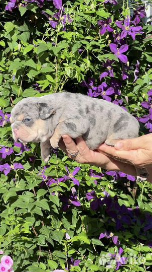 Французский бульдог