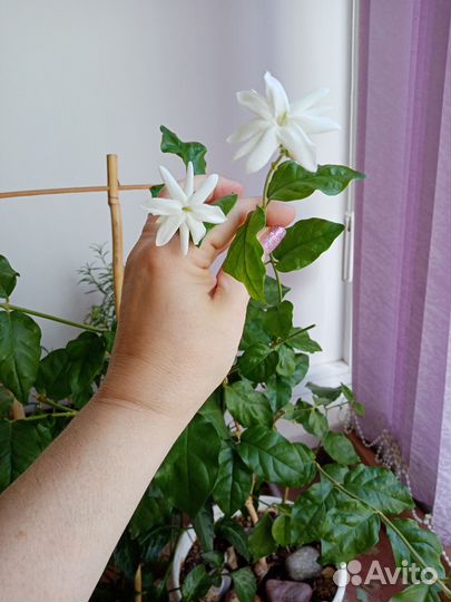 Комнатные цветы