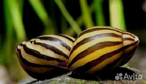 Улитки аквариумные