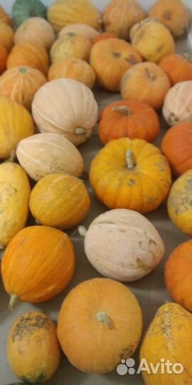 Тыква с огорода