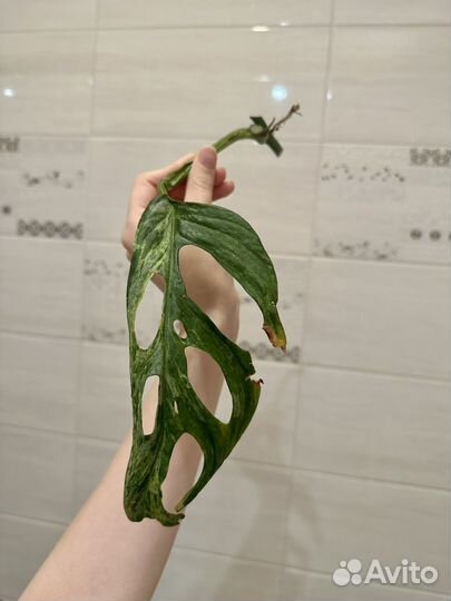 Монстера Адансони Вариегатная