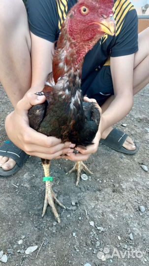 Бойцовые петухи о шамо