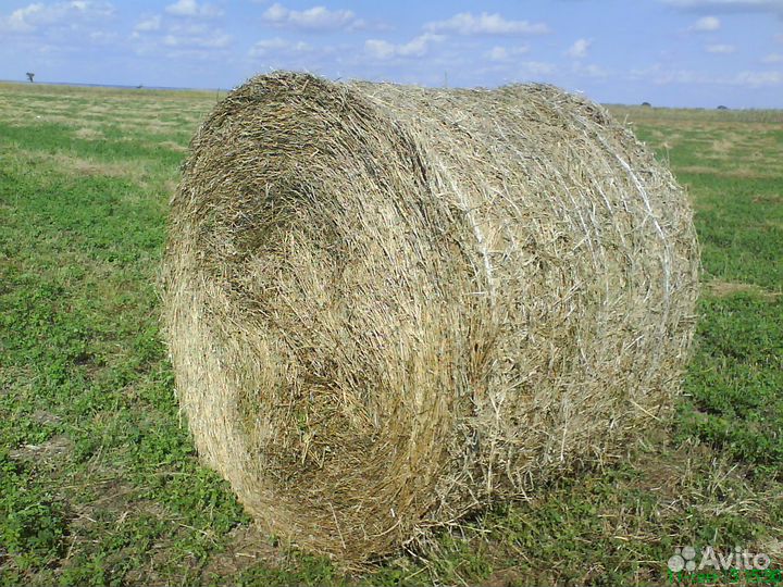 Продаю сено