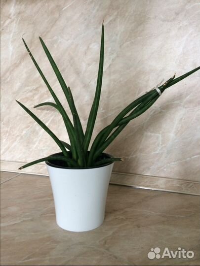 Цветы в ассортименте