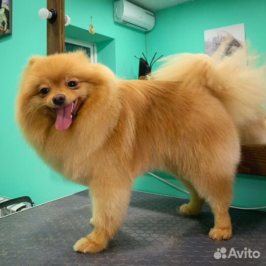 Стрижка собак и кошек, грумер