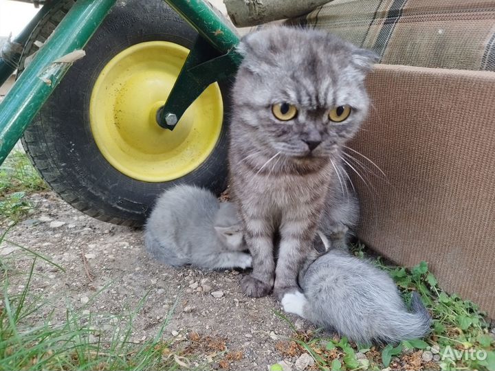 Отдам бесплатно котят в хорошие руки